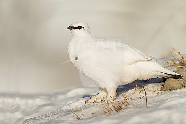 Adult male, in winter plumage, Alps Rock Ptarmigan (Lagopus muta helvetica) in Alp mountains in Germany. stock-image by Agami/Ralph Martin,