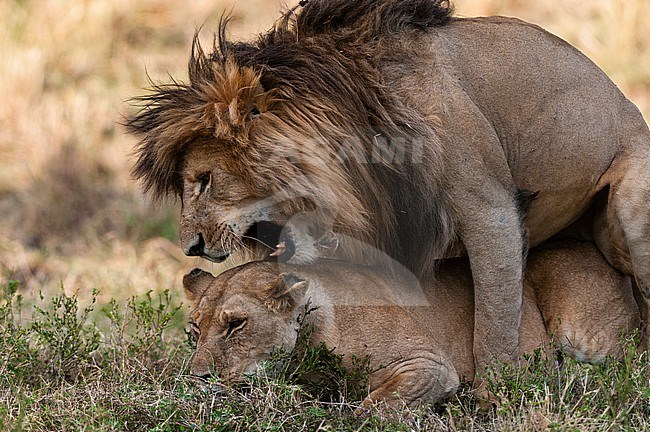 Portrait of a pair of lions mating, Panthera leo. Masai Mara National Reserve, Kenya. stock-image by Agami/Sergio Pitamitz,