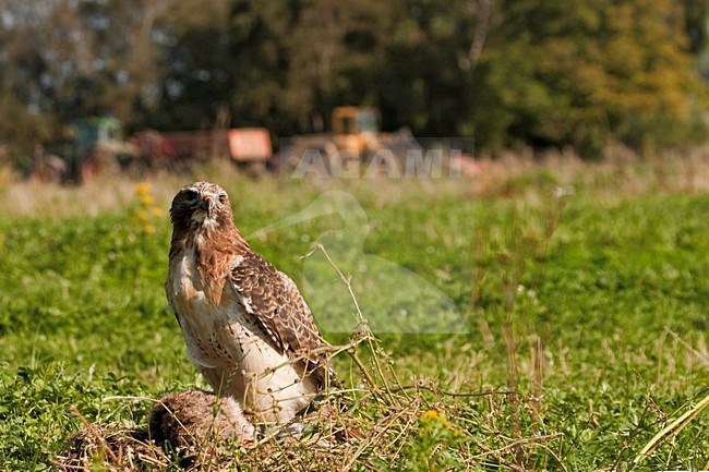 Buizerd op dood konijn; Common Buzzard on dead rabbit stock-image by Agami/Kristin Wilmers,