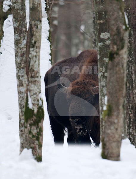 Wisent tussen bomen in de sneeuw; European Bison in snow stock-image by Agami/Han Bouwmeester,