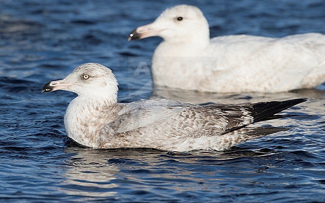Second-winter American Herring Gull (Larus smithsonianus) during late winter swimming in an urban pond in Monterey, California, United States stock-image by Agami/Brian Sullivan,