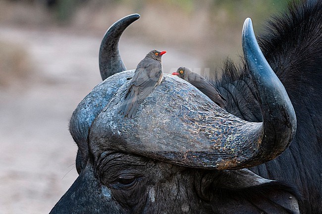 Two red-billed oxpeckers, Buphagus erythrorhynchus, on the horns of an African buffalo, Syncerus caffer. Mala Mala Game Reserve, South Africa. stock-image by Agami/Sergio Pitamitz,