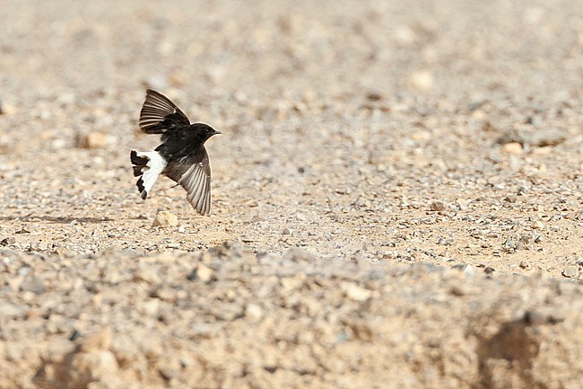 Basalt Wheatear (Oenanthe lugens warriae) in israel.
This is an intriguing dark subspecies of the mourning wheatear from the basalt desert of northeast Jordan, sometimes wintering as a vagrant in Israel, stock-image by Agami/Marc Guyt,