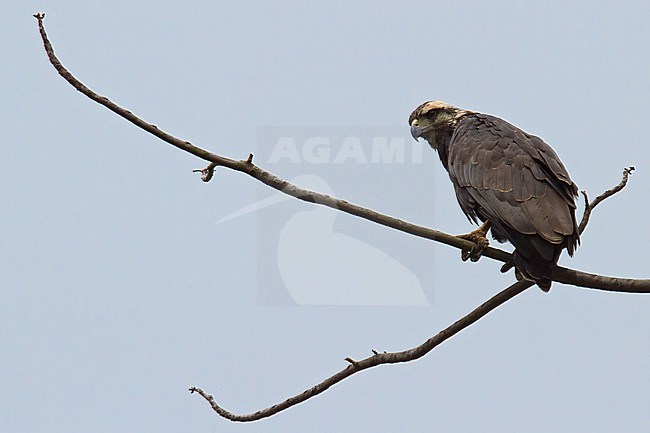 Solitary Eagle (Buteogallus solitarius) in Colombia. stock-image by Agami/Dubi Shapiro,
