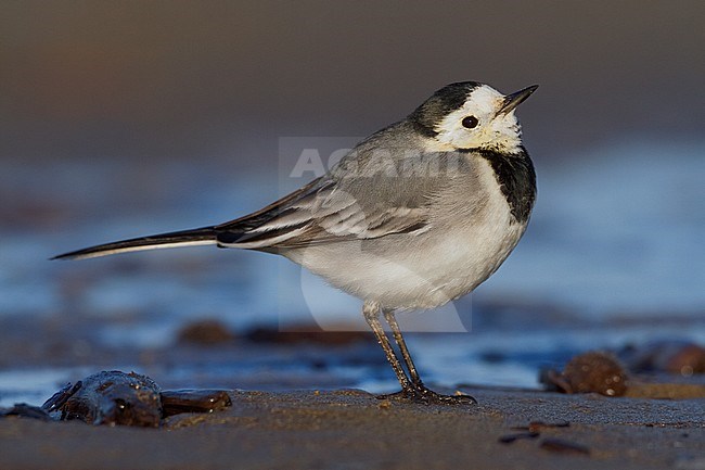 White Wagtail, Adult standing on the sand, Campania, Italy (Motacilla alba) stock-image by Agami/Saverio Gatto,