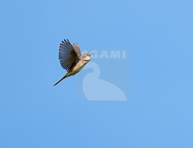 Adult male Common Whitethroat (Sylvia communis) in song flight, singing and flying against a blue sky, showing underside stock-image by Agami/Ran Schols,