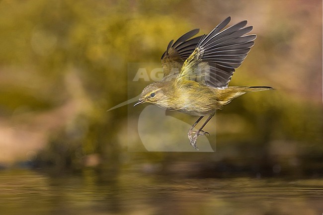 Common Chiffchaff, Phylloscopus collybita, in Italy. stock-image by Agami/Daniele Occhiato,