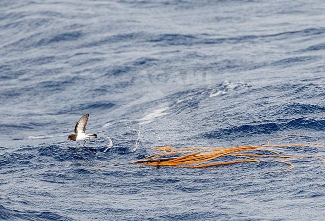 Grey-backed Storm Petrel (Garrodia nereis) in flight over the pacific ocean of subantarctic New Zealand. Foraging above floating kelp. stock-image by Agami/Marc Guyt,