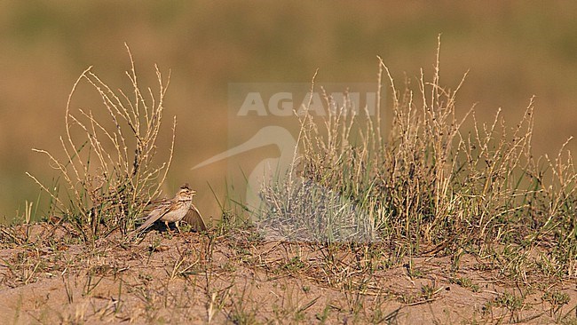 An adult Asian Short-toed Lark (Alaudala cheleensis) is displaying on the ground stock-image by Agami/Mathias Putze,