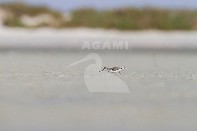 Terek Sandpiper - Terekwasserläufer - Xenus cinereus, Oman, nonbreeding stock-image by Agami/Ralph Martin,