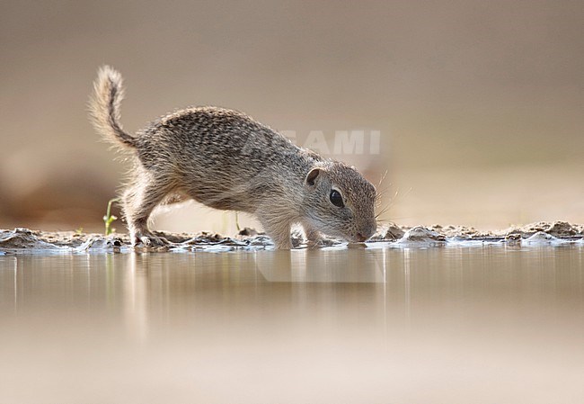European Souslik (Spermophilus citellus) in Hungary. Also known as European ground squirrel. Drinking water. stock-image by Agami/Han Bouwmeester,
