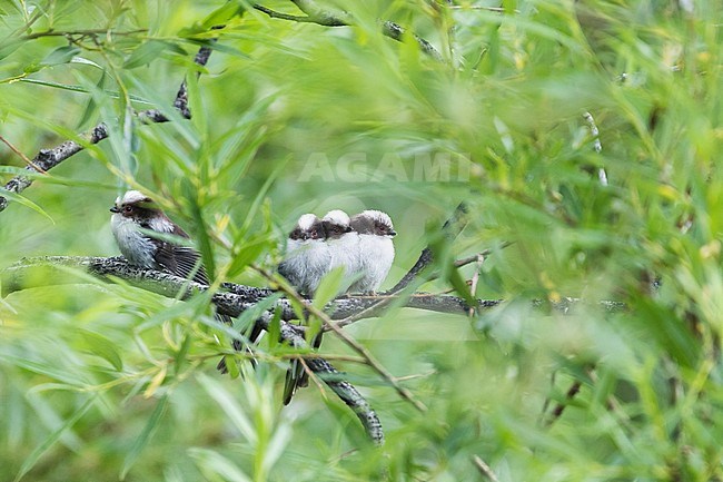 Group of juvenile Northern Long-tailed Tits (Aegithalos caudatus caudatus) in Russia (Baikal). Perched in a tree. stock-image by Agami/Ralph Martin,