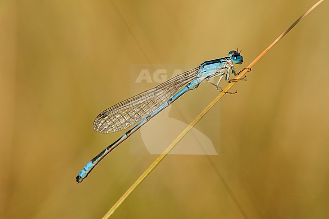 Mannetje Africallagma sapphirinum, Male Sapphire Bluet stock-image by Agami/Wil Leurs,