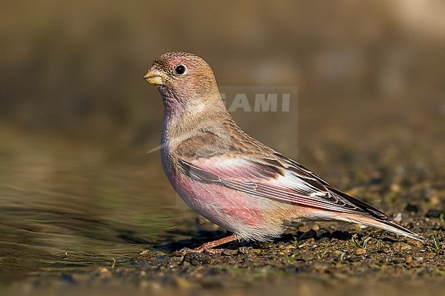 Mongoolse Woestijnvink, Mongolian Finch, Eremopsaltria mongolica stock-image by Agami/Daniele Occhiato,