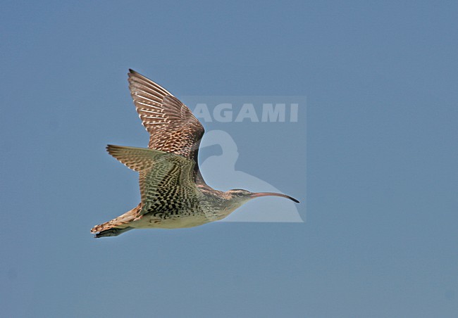 Zuidzeewulp, Bristle-thighed Curlew, Numenius tahitiensis stock-image by Agami/Pete Morris,