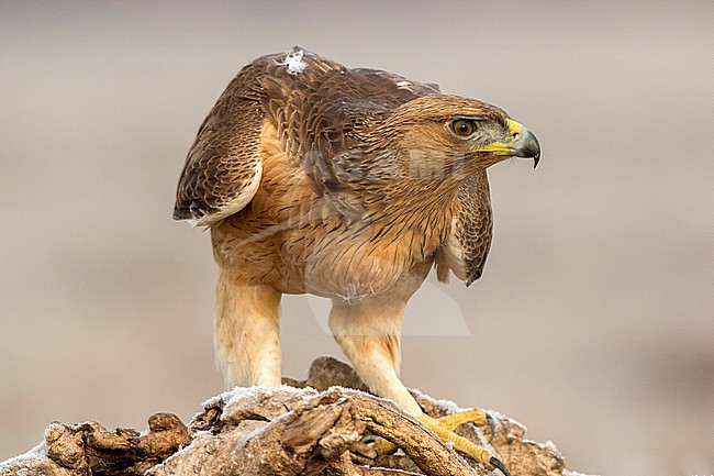 Perched immature Bonelli's Eagle (Aquila fasciata) near Toledo in Spain. Hunched down, looking alert. stock-image by Agami/Oscar Díez,