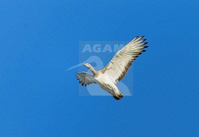 Great Bustard (Otis tarda) in flight in Spain. Flying against a bright blue sky as background. stock-image by Agami/Dick Forsman,