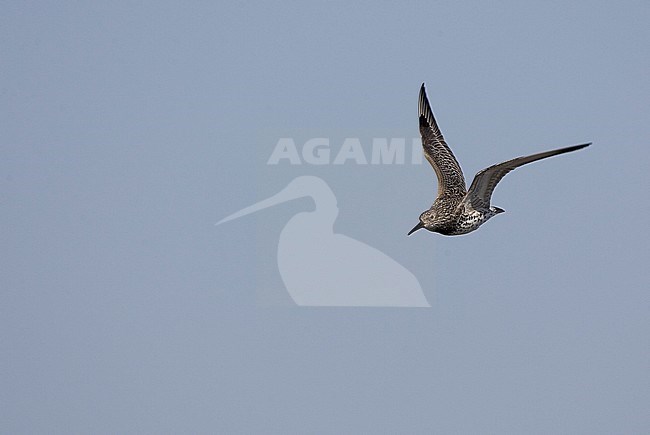  stock-image by Agami/Bas van den Boogaard,