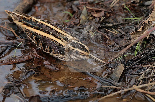 Jack Snipe, Lymnocryptes minimus lying down and keep calm in a narrow ditch ,relying on its camouflage, seen from the side stock-image by Agami/Fred Visscher,