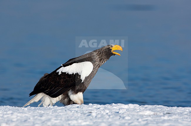 Volwassen Steller-zeearend, Adult Stellers Sea-eagle stock-image by Agami/Sergey Gorshkov,