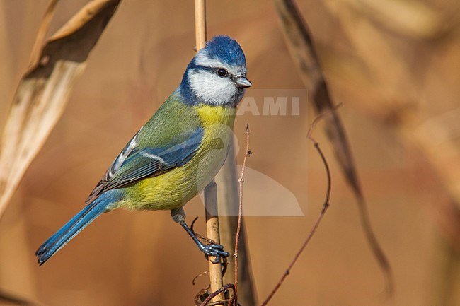 Cinciarella; Blue Tit; Cyanistes caeruleus stock-image by Agami/Daniele Occhiato,