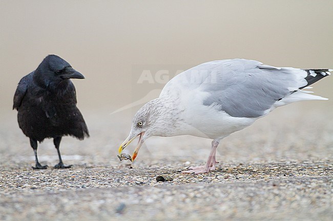 Herring Gull, Larus argentatus adult winter with crushed mussel and Carrion Crow waiting to steal prey. stock-image by Agami/Menno van Duijn,