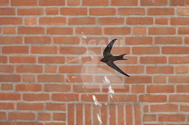 Gierzwaluw vliegend voor een huis; Common Swift flying in front of a house stock-image by Agami/Marc Guyt,
