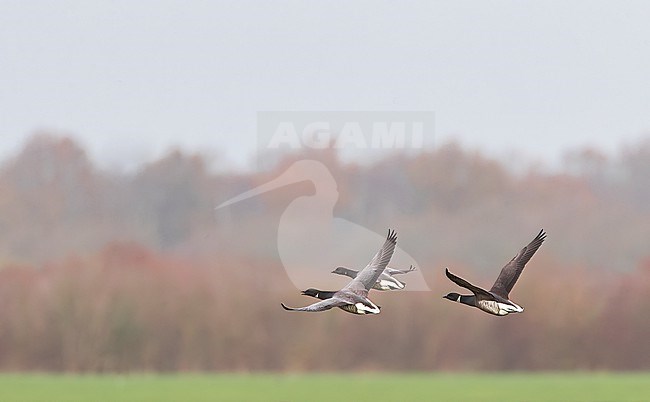Black brant goose, Branta (bernicla) nigricans, wintering in Zeeland, Netherlands. Vagrant from North-America or eastern Siberia, Russia. stock-image by Agami/Marc Guyt,