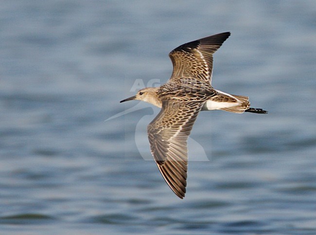 Kemphaan, Ruff, Philomachus pugnax stock-image by Agami/Mike Danzenbaker,