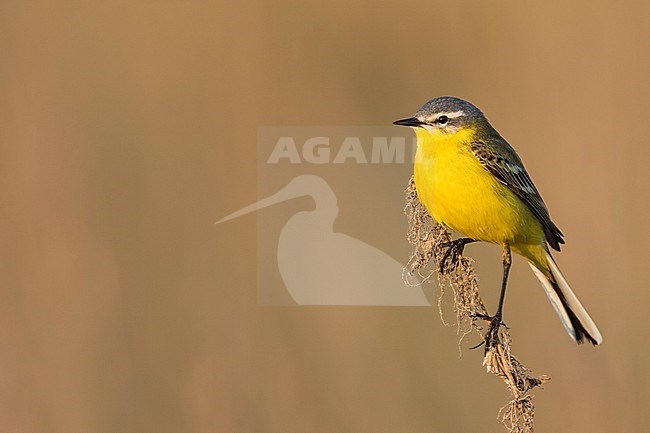 Sykes Wagtail - Schafstelze - Motacilla flava ssp. beema, Russia, adult male stock-image by Agami/Ralph Martin,