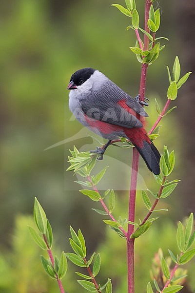 Adult Black-crowned Waxbill (Estrilda nonnula) perched on a plant in edge of a rainforest in Equatorial Guinea and Bioko. stock-image by Agami/Dubi Shapiro,