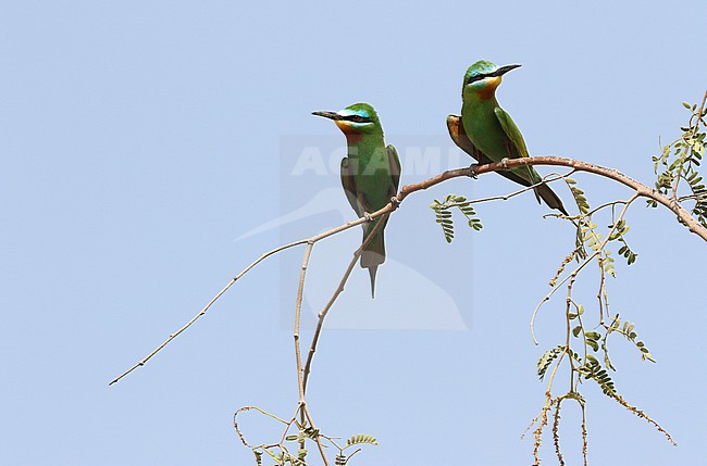 Blue-cheeked Bee-eater, Merops persicus stock-image by Agami/James Eaton,