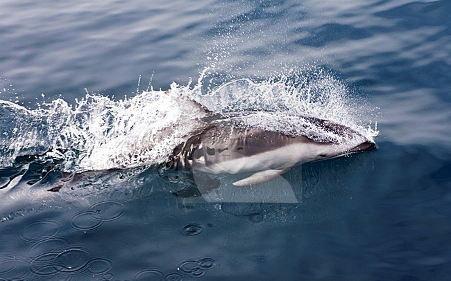 Witgestreepte Dolfijn, Pacific White-sided Dolphin, Lagenorhynchus obliquidens
www.agami.nl stock-image by Agami/Marc Guyt,