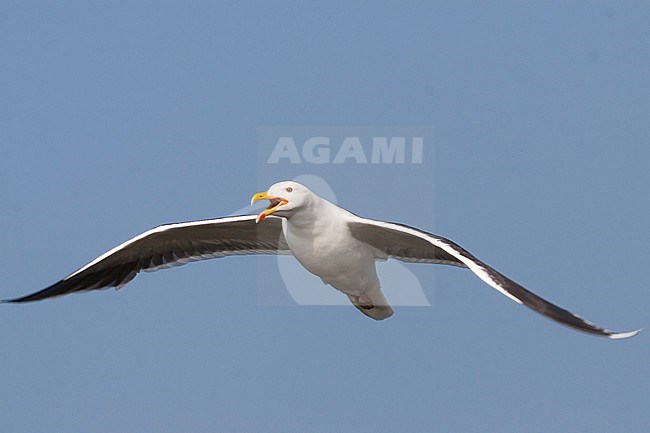 Great Black-backed Gull - Mantelmöwe - Larus marinus, Germany, adult stock-image by Agami/Ralph Martin,