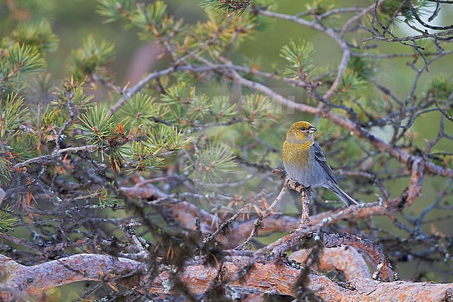 Pine Grosbeak - Hakengimpel - Pinicola enucleator, Finland stock-image by Agami/Ralph Martin,