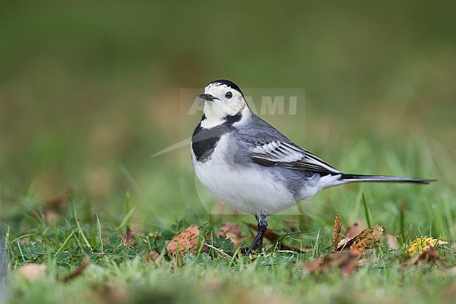 White Wagtail, Witte Kwikstaart, Motacilla alba ssp. alba, Great britain stock-image by Agami/Ralph Martin,