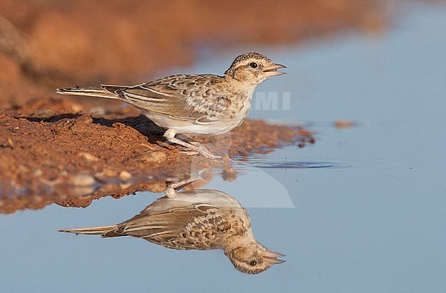 Immature Short-toed Lark (Calandrella brachydactyla brachydactyla) at drinking pool in the Spanish steppes. stock-image by Agami/Marc Guyt,