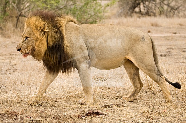 Mannetje Afrikaanse Leeuw; Male African Lion stock-image by Agami/Marc Guyt,
