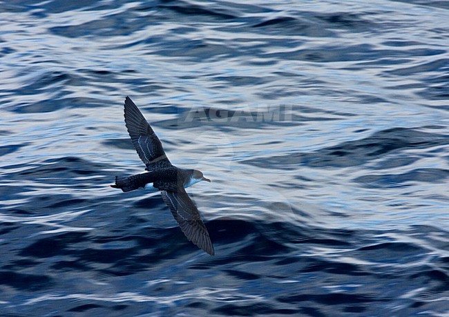 Subantarctische Kleine Pijlstormvogel, Subantarctic Little Shearwater, Puffinus elegans stock-image by Agami/Marc Guyt,