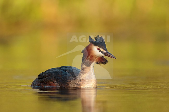 fuut voorbij zwemmend; Great crested Grebe swimming; stock-image by Agami/Walter Soestbergen,