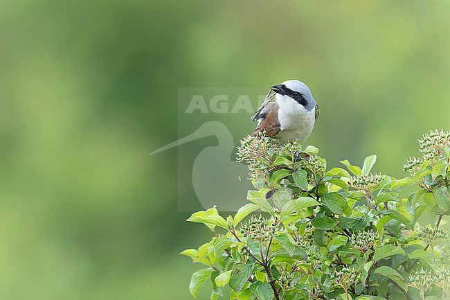 Red-backed Shrike (Lanius collurio) taken the 04/06/2024 at Barjol - France. stock-image by Agami/Nicolas Bastide,