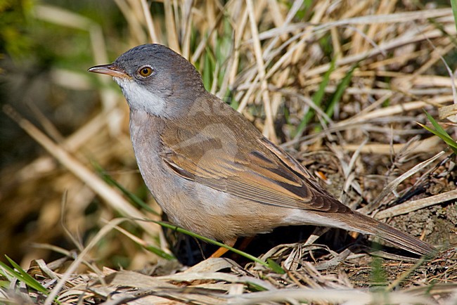 Grasmus in takje; Common Whitethroat on twig stock-image by Agami/Daniele Occhiato,