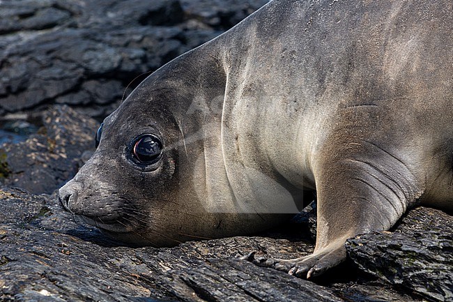 Southern elephant seal, Mirounga leonina Sea Lion Island, Falkland Islands stock-image by Agami/Sergio Pitamitz,