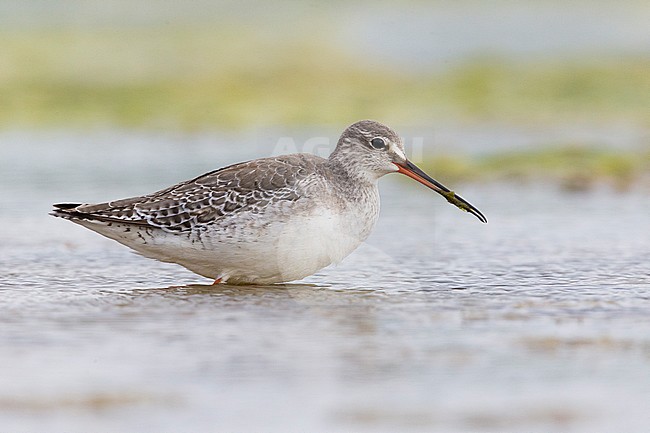 Spotted Redshank (Tringa erythropus), adult in winter plumage standing in the water, Campania, Italy stock-image by Agami/Saverio Gatto,
