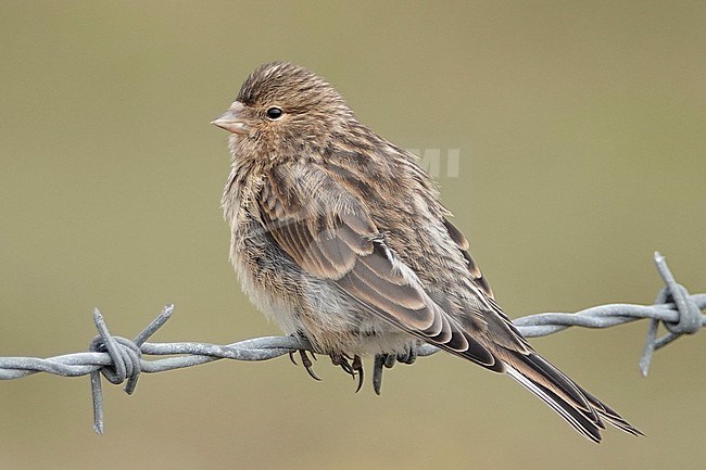 British Twite (Carduelis flavirostris pipilans) perched on wire at Keen of Hamar, Unst, Shetland, during summer. stock-image by Agami/Steve Gantlett,