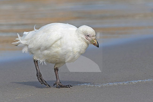 Snowy sheathbill (Chionis albus) on the Falkland Islands. stock-image by Agami/Pete Morris,