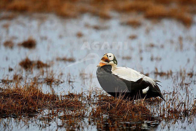 mannetje brileider op de toendra; male Spectacled Eider at the tundra stock-image by Agami/Chris van Rijswijk,