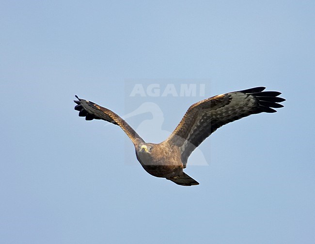 Wespendief in vlucht; European Honey Buzzard in flight stock-image by Agami/Markus Varesvuo,