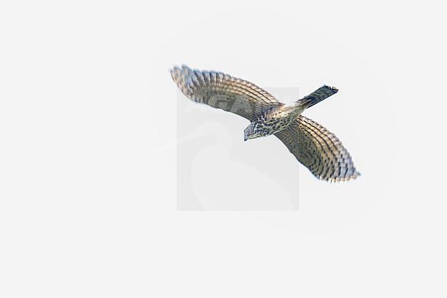 Immature Shikra (Accipiter badius) in India. stock-image by Agami/Marc Guyt,