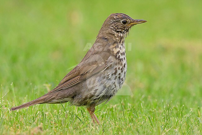 Song Thrush (Turdus philomelos clarkei), side view of an adult standing on the grass stock-image by Agami/Saverio Gatto,